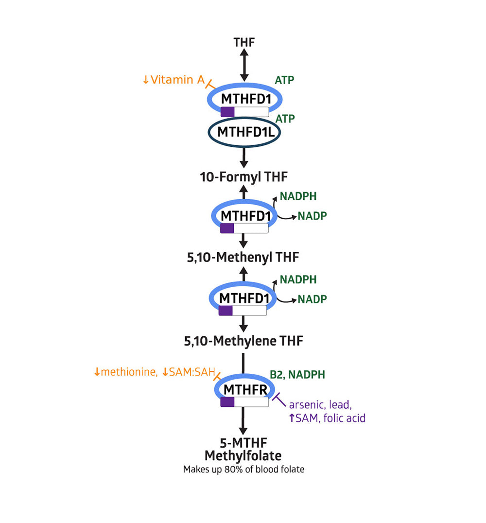 Folate Pathway