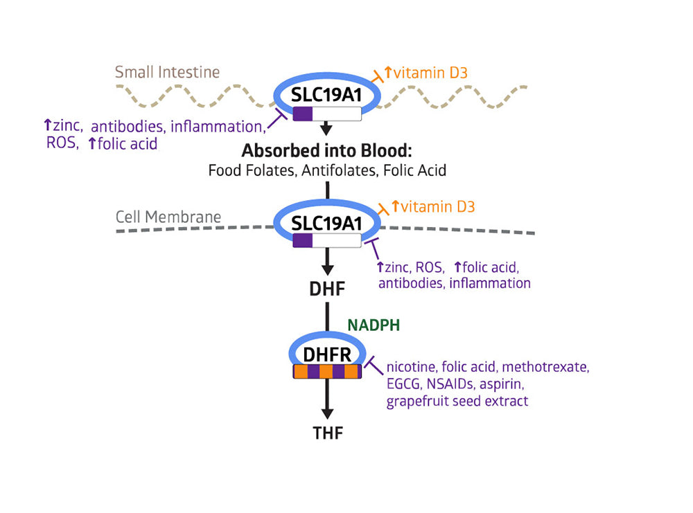 Folate Pathway