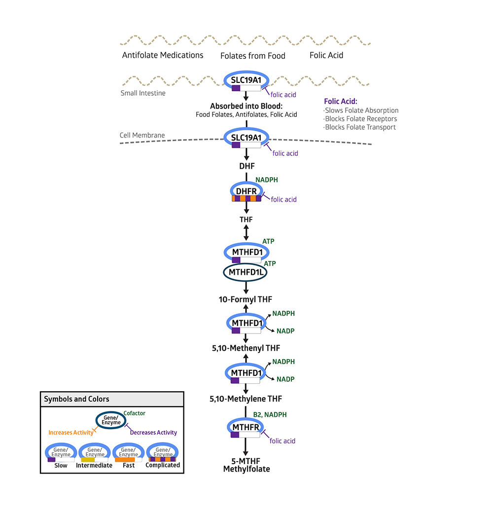 Folate Pathway