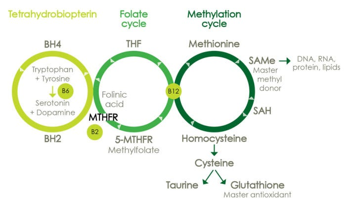 graphic about mthfr