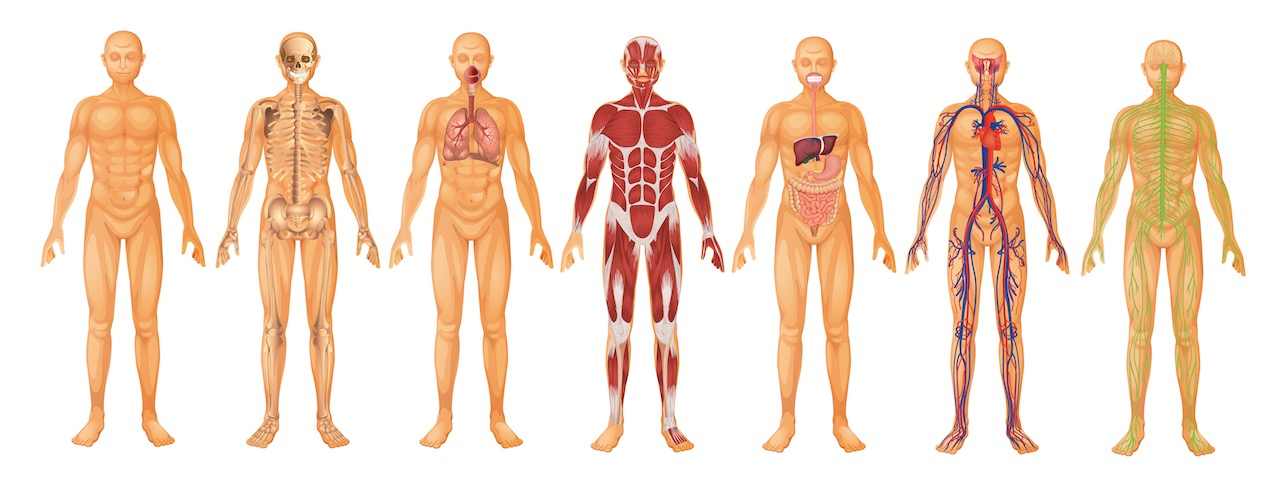 Inside the human body