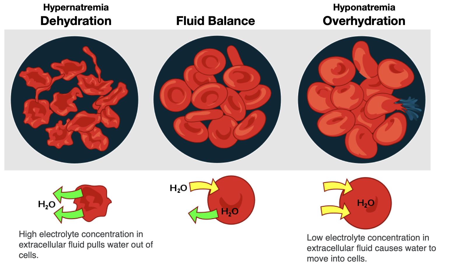 electrolyte graphic